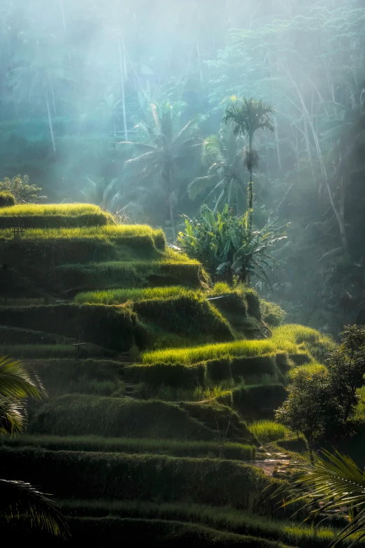 a group of people standing on top of a lush green hillside, inspired by Steve McCurry, sumatraism, lit in a dawn light, terraced, secret overgrown temple, top selection on unsplash