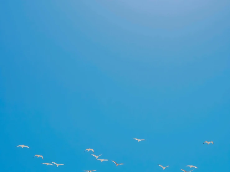 a flock of birds flying through a blue sky, pexels contest winner, minimalism, pearly sky, joel meyerowitz, white and blue, 1 4 5 0
