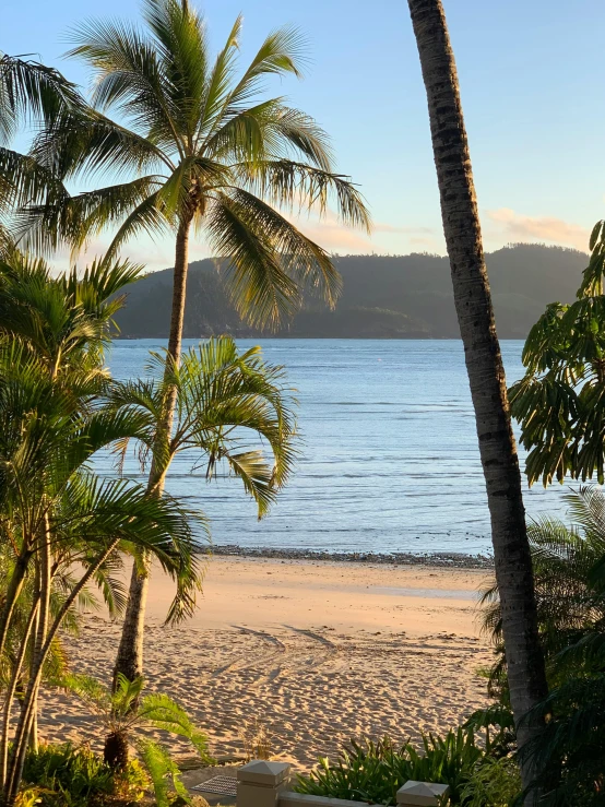 a couple of palm trees sitting on top of a sandy beach, morning light showing injuries, two medium sized islands, views to the ocean, waking up