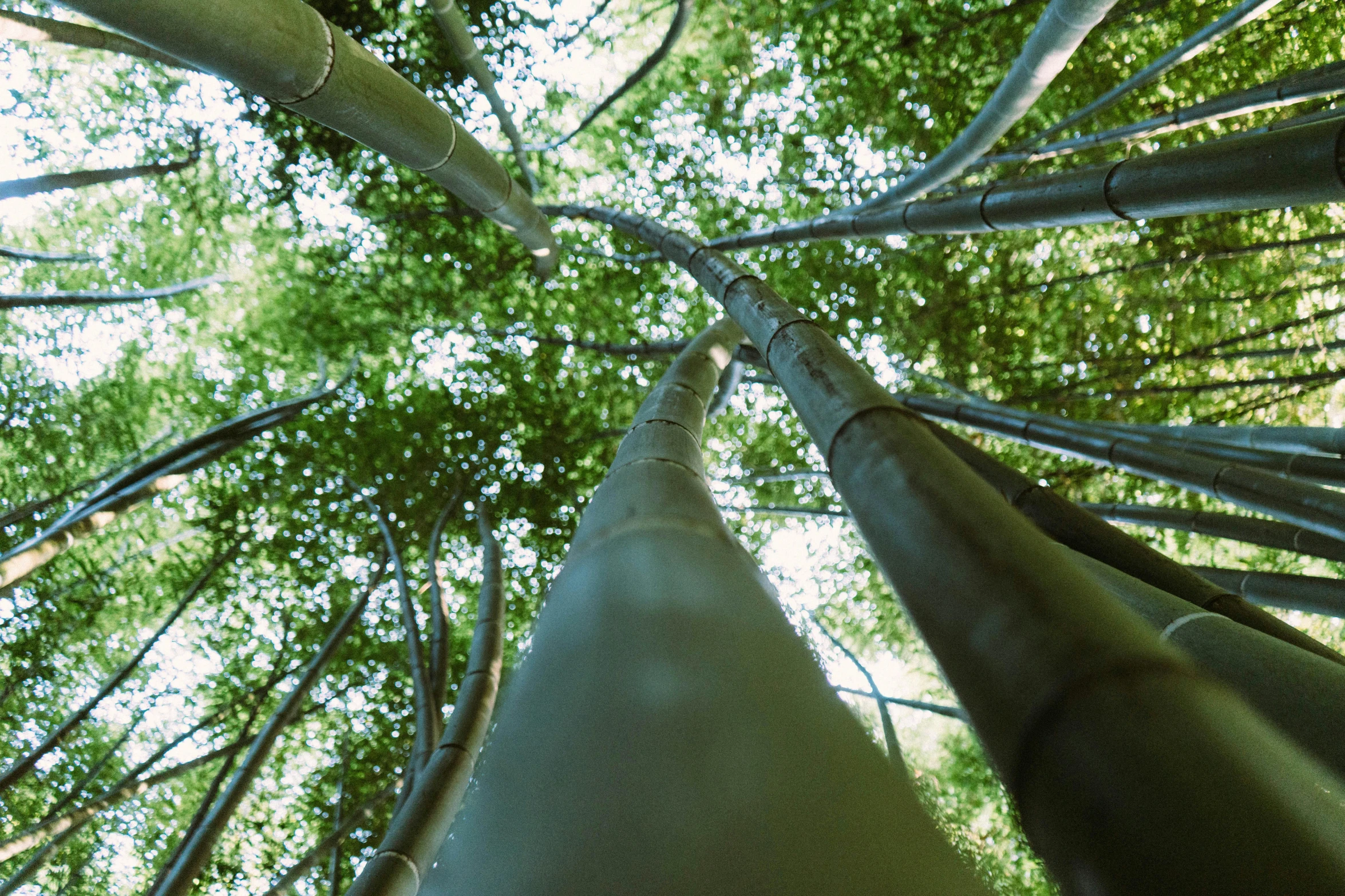 a view from the bottom of a tall bamboo tree, inspired by Li Di, unsplash, ((trees))