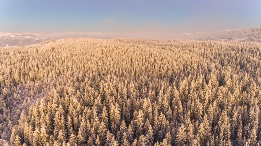 a forest filled with lots of trees covered in snow, by Jaakko Mattila, pexels contest winner, land art, panorama distant view, highly detailed 8 k, vast expanse, warm glow