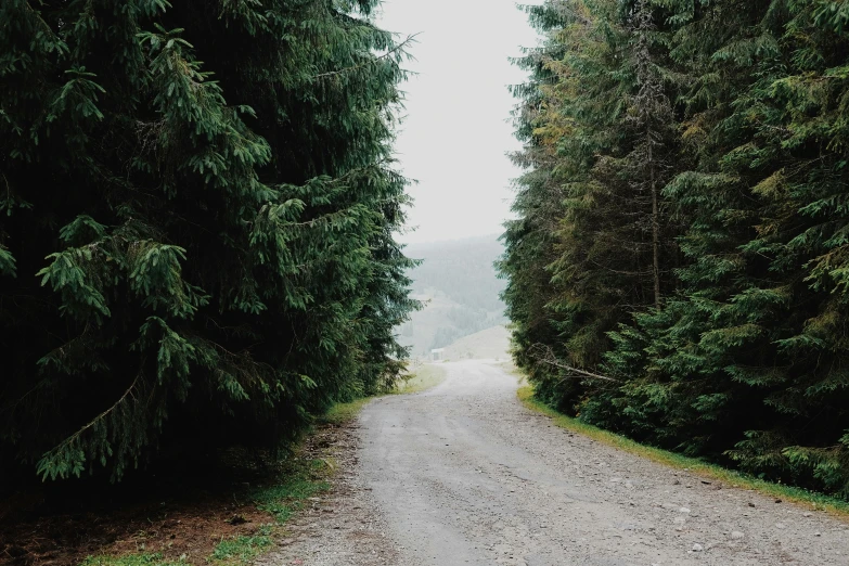 a person riding a skateboard down a dirt road, fir trees, wet road, no people, lush forests