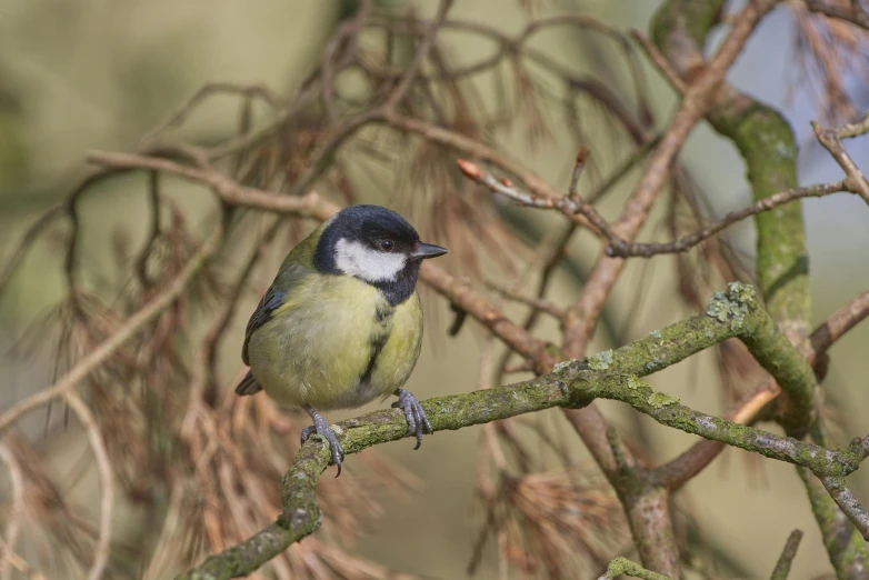 a small bird sitting on top of a tree branch, posing for the camera, biodiversity all round, slide show, 2022 photograph