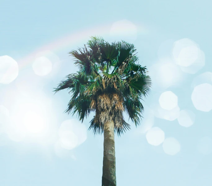 a palm tree with a rainbow in the background, inspired by Elsa Bleda, unsplash contest winner, light and space, clear blue sky vintage style, slight bokeh, bright halo, cabbage trees