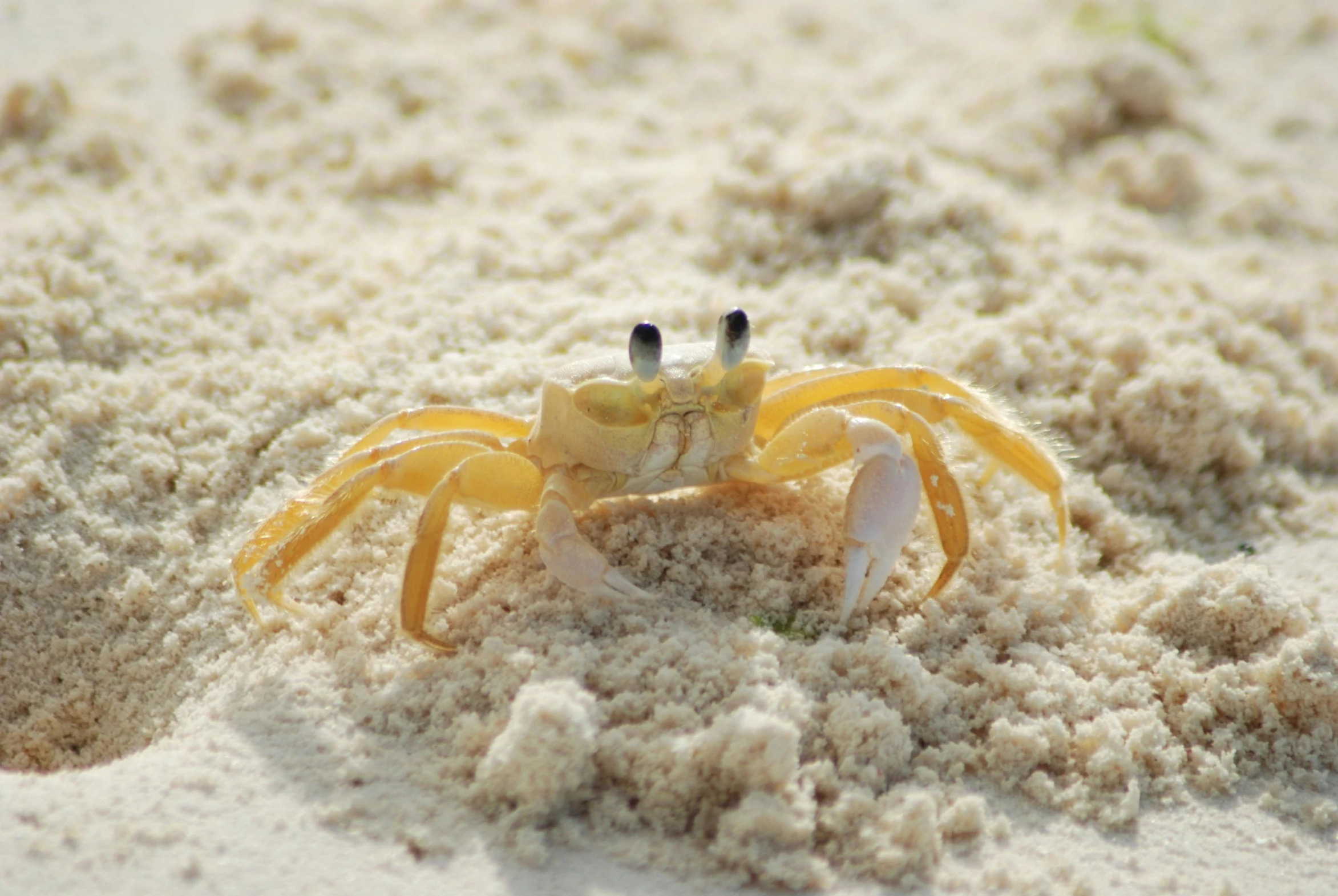 a crab that is sitting in the sand, on the ocean