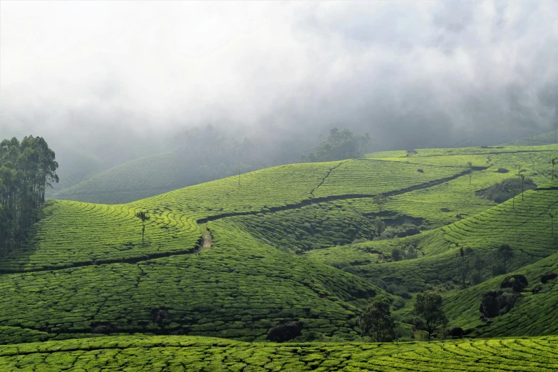 a group of people standing on top of a lush green hillside, by Max Dauthendey, pexels contest winner, hurufiyya, tea, with kerala motifs, covered in clouds, grey