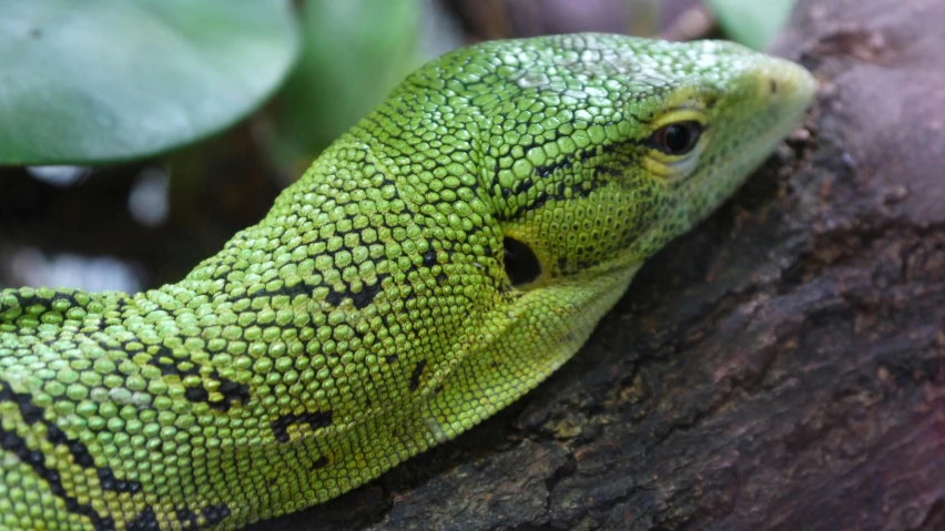 a close up of a lizard on a tree branch, a stipple, trending on pexels, full of greenish liquid, snake head, a wooden, maxwell boas