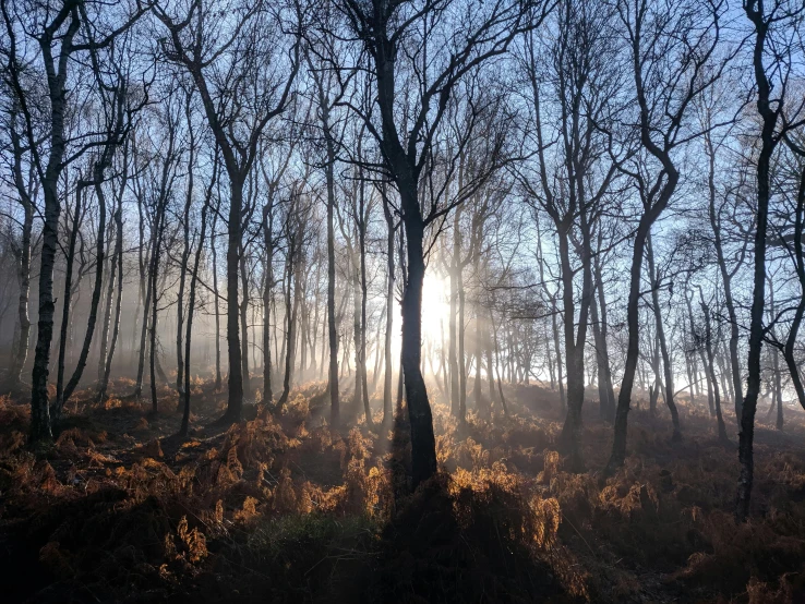 the sun shines through the trees in the woods, by Ian Fairweather, unsplash contest winner, romanticism, misty ground, burned, winter sun, today\'s featured photograph 4k