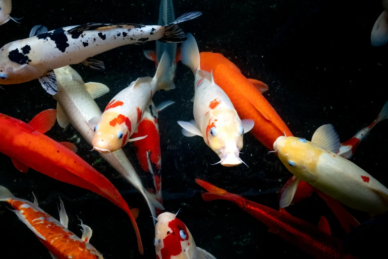 a group of koi fish swimming in a pond, by Paul Davis, trending on unsplash, photorealism, multicolored, demur, 2000s photo