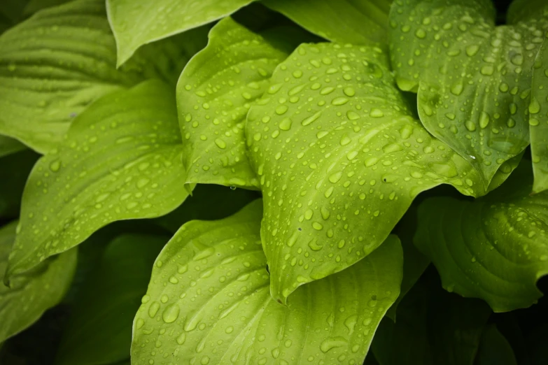 a close up of a plant with water droplets on it, large leaves, detailed product image, detail shot, medium level shot