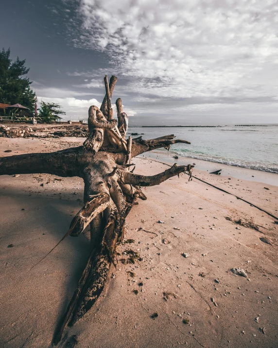 a fallen tree sitting on top of a sandy beach, unsplash contest winner, sumatraism, two stories, looking menacing, sitting on a curly branch, reunion island