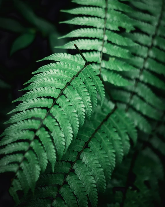 a close up of a green fern leaf, inspired by Elsa Bleda, trending on pexels, dark photo, made of leaves, stacked image, a pair of ribbed