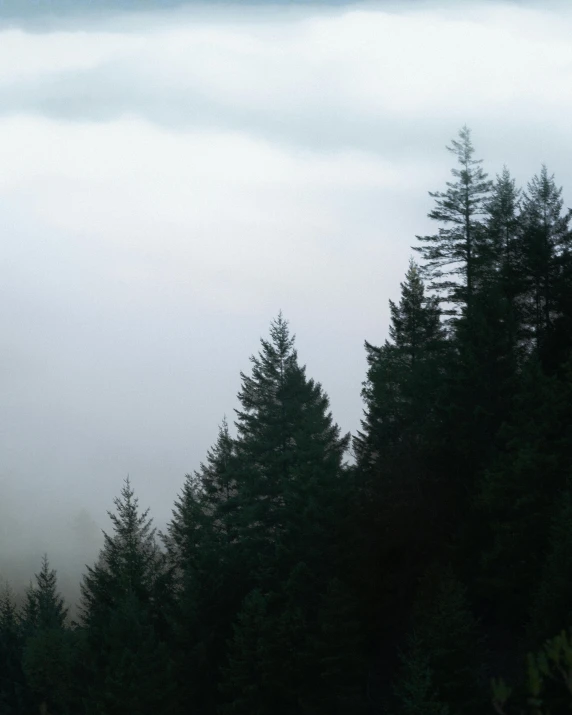 a group of people riding skis on top of a snow covered slope, in a foggy redwood forest, ((trees)), grey sky, snapchat photo