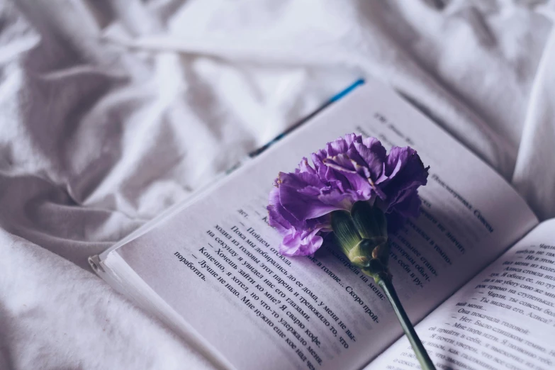 a purple flower sitting on top of an open book, white bed, purple clothes, unedited, multiple stories