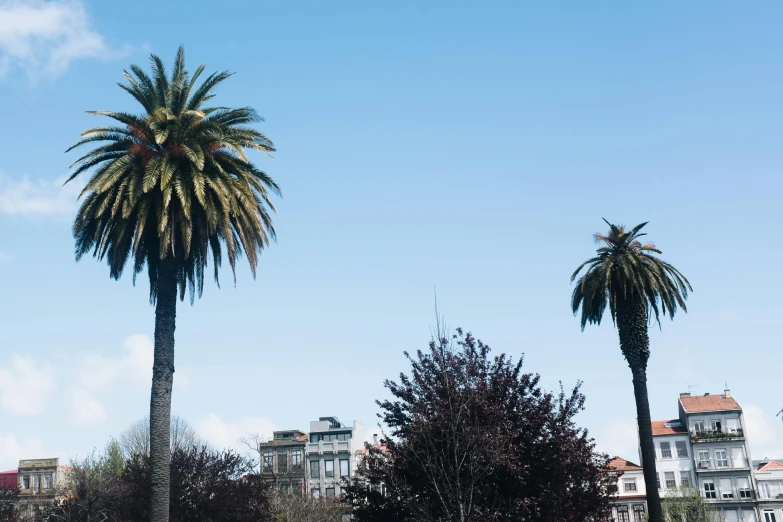 a couple of palm trees sitting on top of a lush green field, inspired by Óscar Domínguez, unsplash, baroque, city square, light blue clear sky, san francisco, grain”