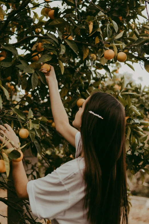 a woman picking oranges from a tree, trending on pexels, renaissance, branches sprouting from her head, girls, arched back, dreamy aesthetic