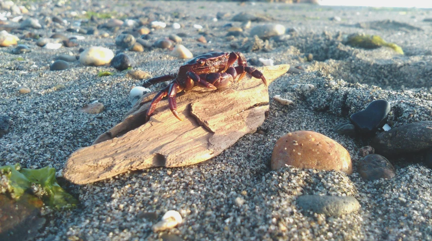 a crab sitting on top of a piece of wood on a beach, profile image, amber, profile picture, barnacle