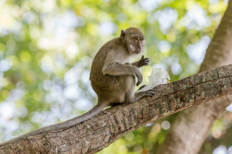 a monkey sitting on top of a tree branch, holding a flower, shot with sony alpha 1 camera, grey, fan favorite