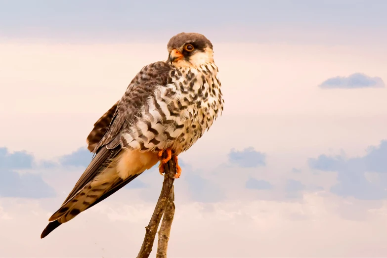 a bird sitting on top of a tree branch, pexels contest winner, hurufiyya, falcon, australian, bright sky, portrait of tall