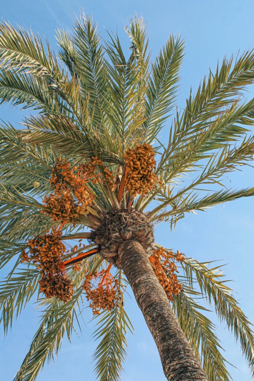 a palm tree with a bunch of fruit on it, oman, up close, february), fan favorite