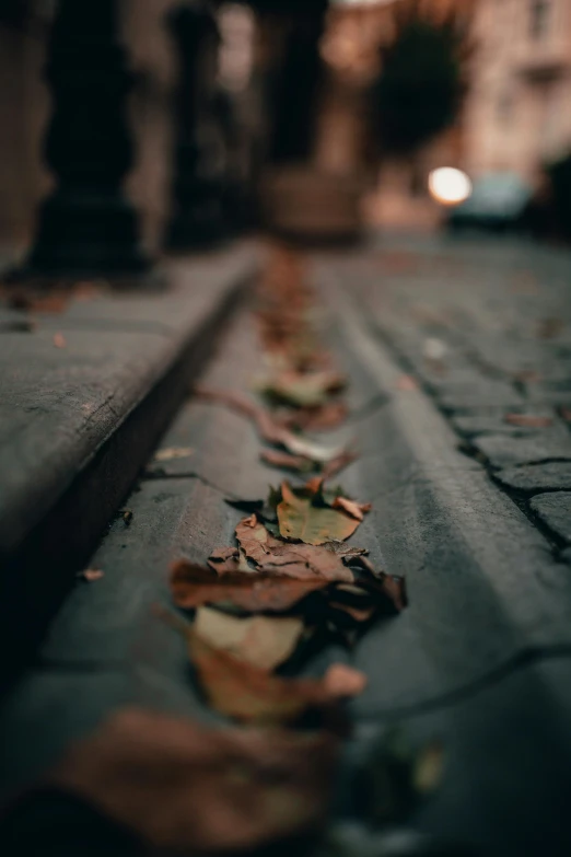 a row of leaves sitting on the side of a road, pexels contest winner, realism, dark street, scattered, city depth of field, mid fall