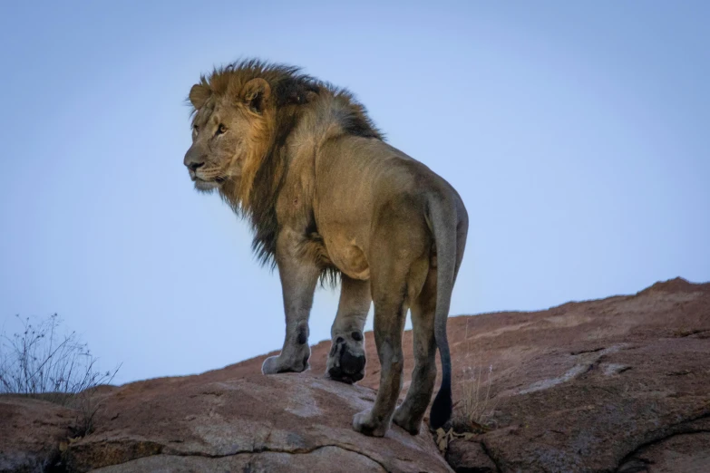 a lion standing on top of a large rock