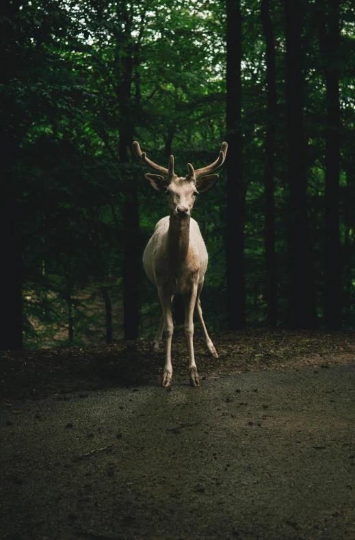 a deer standing in the middle of a forest, unsplash contest winner, renaissance, intense albino, museum quality photo, white, medium long shot