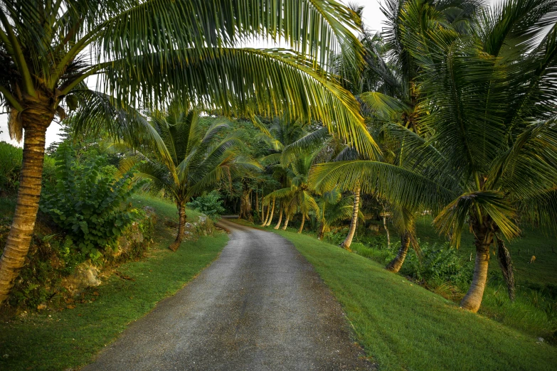 a dirt road lined with palm trees next to a lush green field, coconuts, driveway, thomas kinkaide, paradisiac