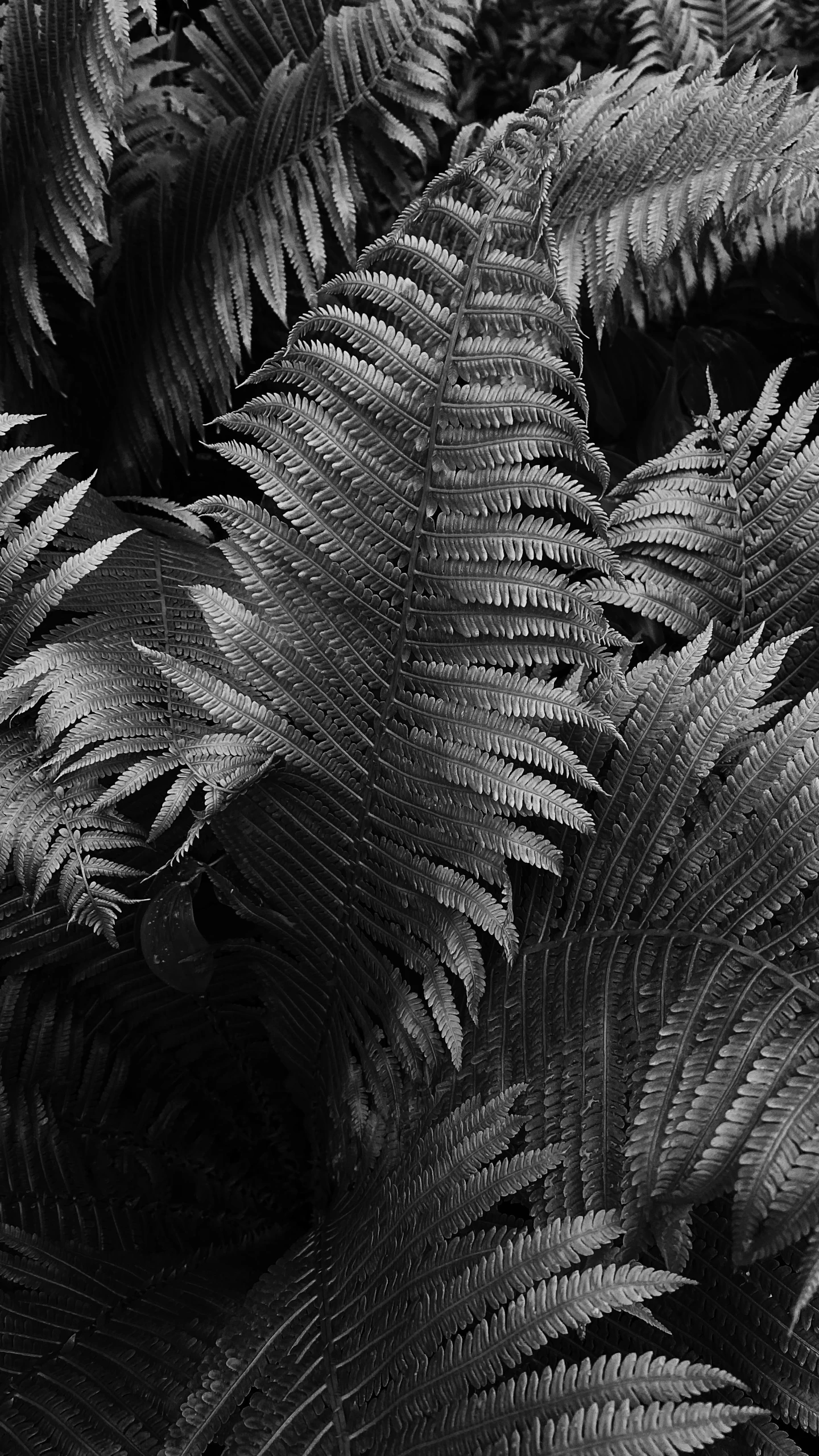 a black and white photo of fern leaves, baroque, te pae, bruce kaiser, black and grey, terrain