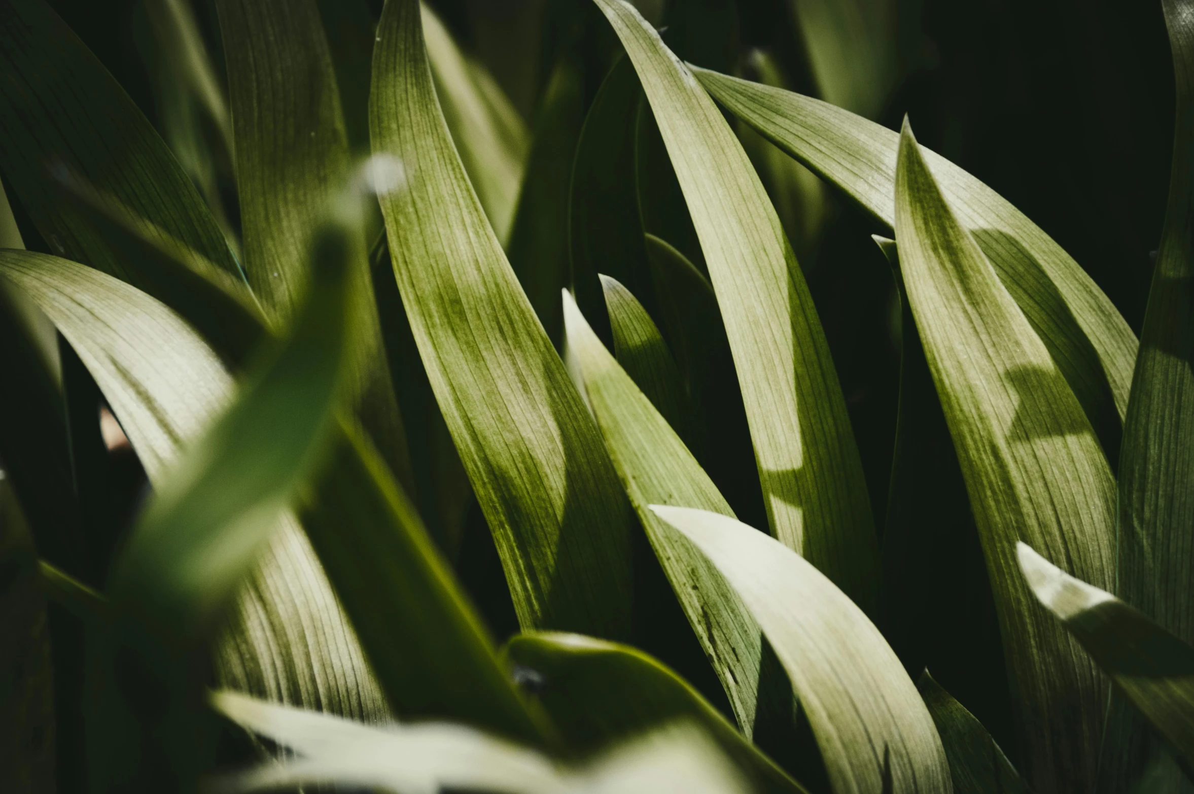 a close up of the leaves of a plant, trending on pexels, long thick grass, shot on hasselblad, olive green, ramps