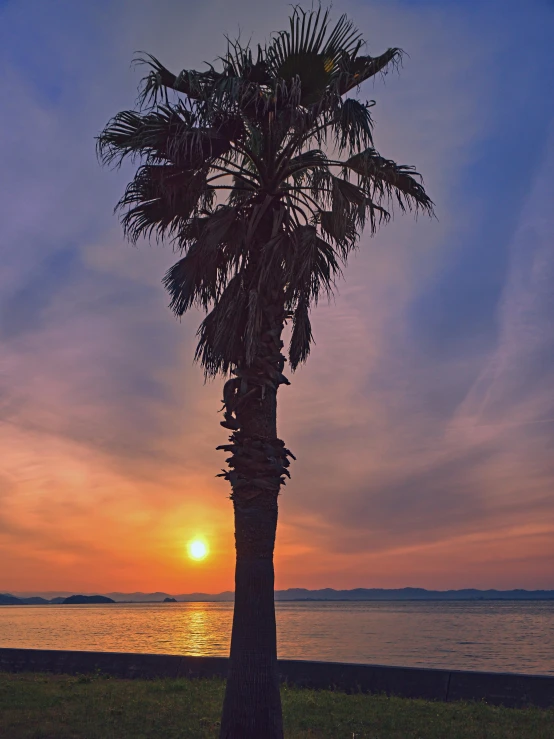 a palm tree sitting next to a body of water, a picture, pexels contest winner, romanticism, ((sunset)), cannes, ilustration, full frame image