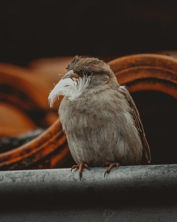 a small bird sitting on top of a metal pipe, similar to hagrid, portrait featured on unsplash, brown and white color scheme, wrinkles