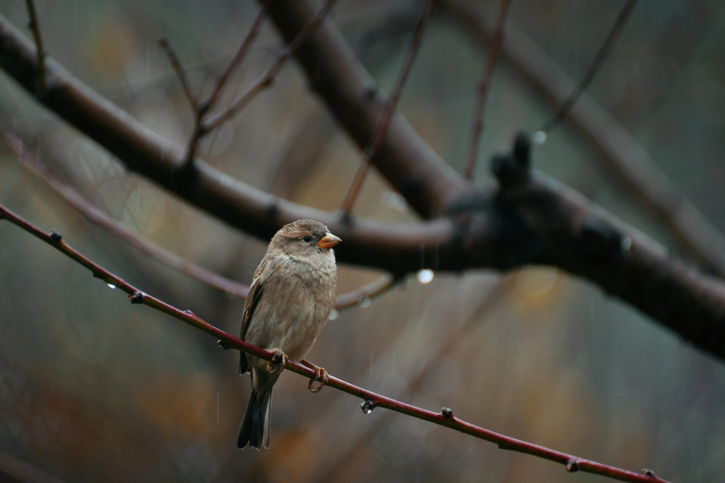 a small bird sitting on top of a tree branch, inspired by Elsa Bleda, pexels contest winner, tonalism, rainy outside, sparrows, macro photography 8k, female floating