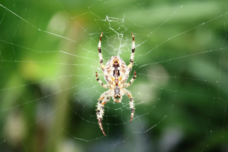a close up of a spider on a web, unsplash, 🦩🪐🐞👩🏻🦳, getty images, decoration, taken in the late 2010s