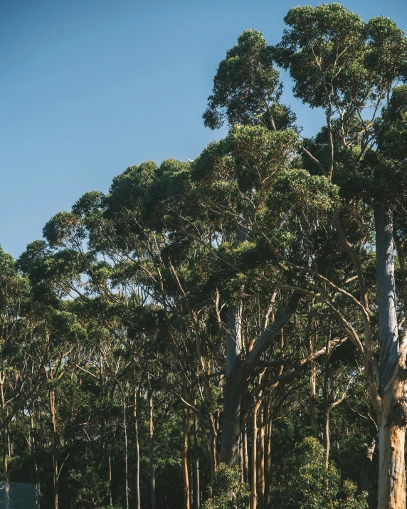 a herd of giraffe standing on top of a lush green field, by Liza Donnelly, unsplash contest winner, australian tonalism, huge tree trunks, eucalyptus, panoramic shot, ((trees))