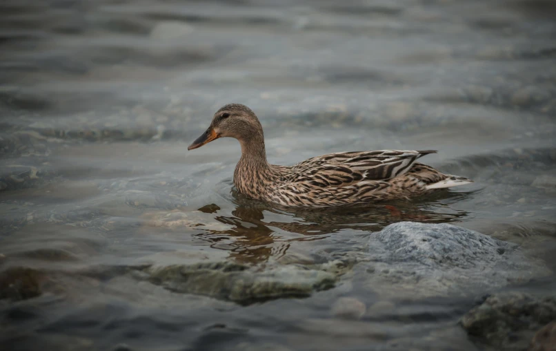 a duck floating on top of a body of water, by Jacob Duck, pexels contest winner, hurufiyya, nina tryggvadottir, on a riverbank, grey, ripples