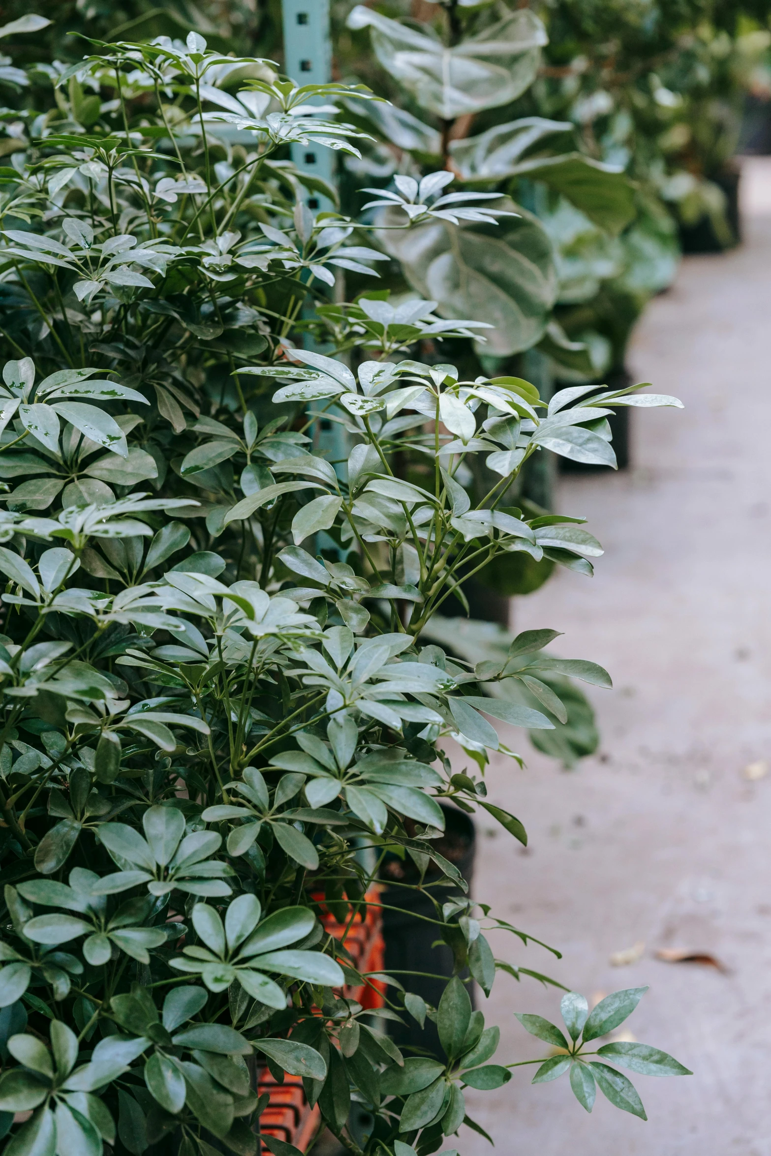 a sidewalk lined with lots of potted plants, inspired by Thomas Struth, unsplash, full frame image, lush jungle, grey, smooth matte