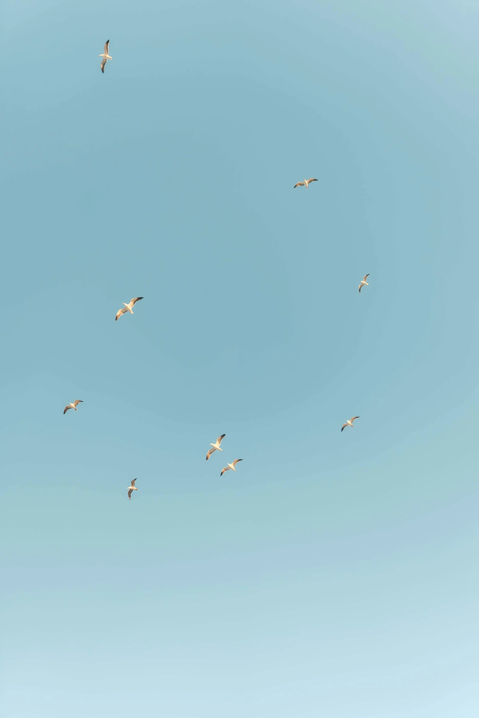 a flock of birds flying through a blue sky, by Jacob Toorenvliet, unsplash, minimalism, art print, joel meyerowitz, 15081959 21121991 01012000 4k, clemens ascher