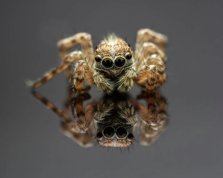 a close up of a spider on a reflective surface, by Matija Jama, pexels contest winner, “hyper realistic, posing for the camera, cute little creature, with multiple eyes