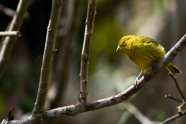 a yellow bird sitting on top of a tree branch, by Peter Churcher, sumatraism, fan favorite, ai biodiversity, a blond, australian