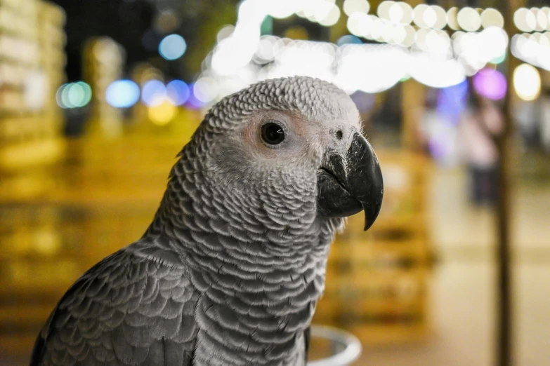 a parrot sitting on top of a metal bowl, pexels contest winner, dazzling lights, dressed in a gray, slightly larger nose, olivia kemp