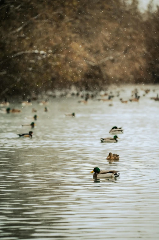 a flock of ducks floating on top of a lake, by Jacob Duck, trending on pexels, winter lake setting, creek, paul barson, swimming