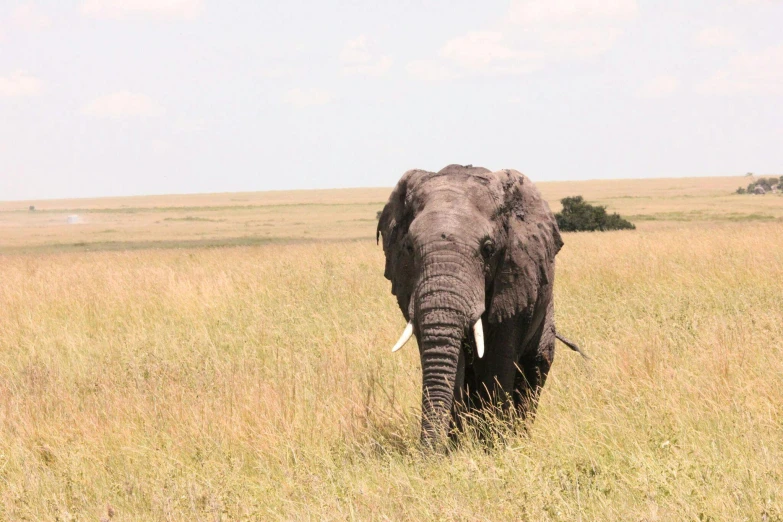 an elephant is walking through the tall grass, pexels contest winner, hurufiyya, great migration, no cropping, hd footage, kodak photo