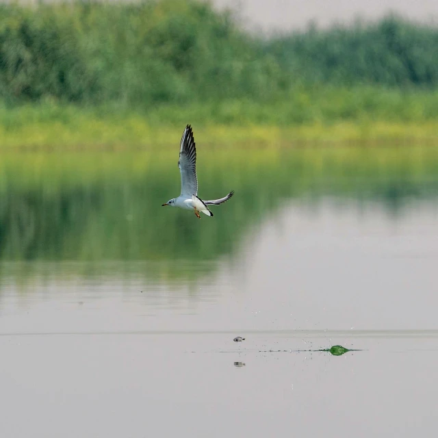 a bird flying over a body of water, nile river environment, fishing, fan favorite, no cropping