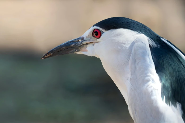 a close up of a bird with a red eye, hurufiyya, pointed face and grey eyes, wildlife photograph, 2022 photograph, australian