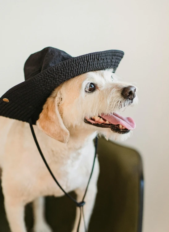 a dog wearing a hat on top of a suitcase, black sun hat, profile image, white straw flat brimmed hat, black cowboy