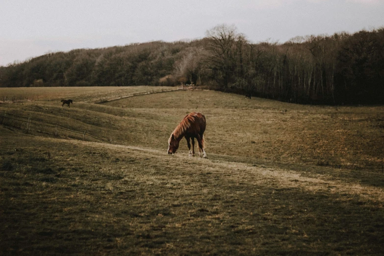 a brown horse standing on top of a grass covered field, pexels contest winner, vsco film grain, english countryside, milk, dormant nature