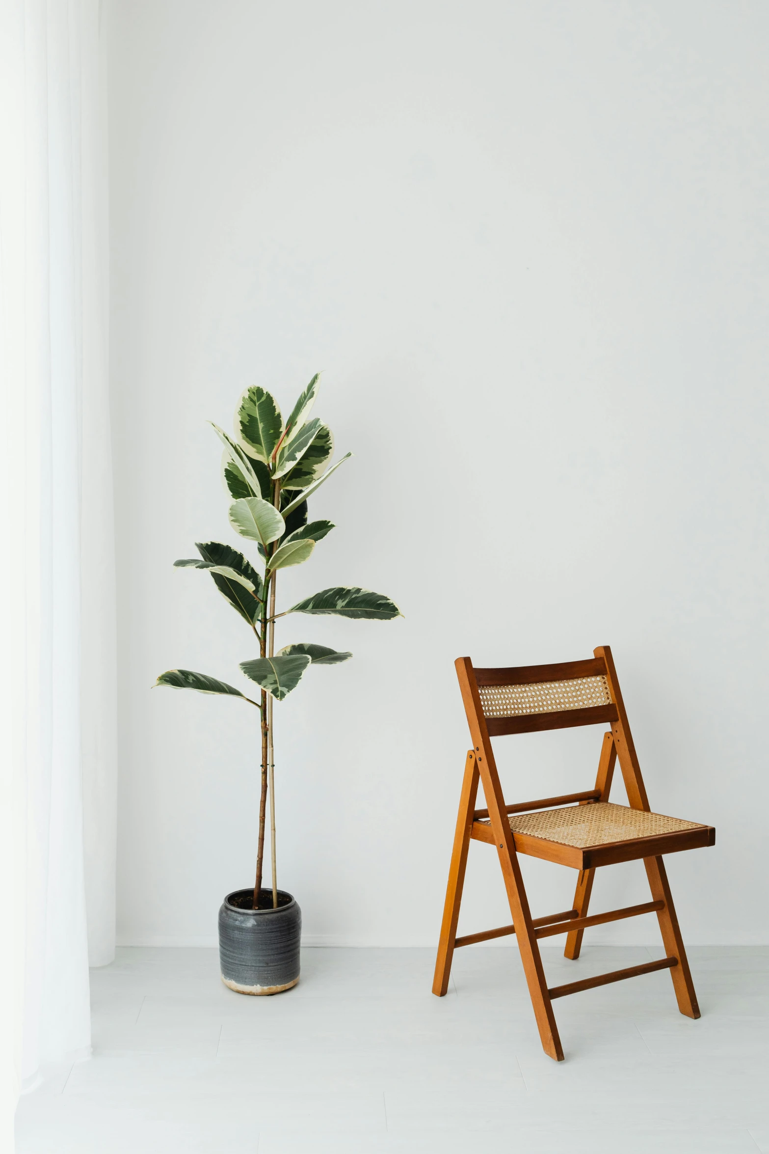 a wooden chair next to a plant in a white room, with a tall tree, product display photograph, multiple stories, magnolia