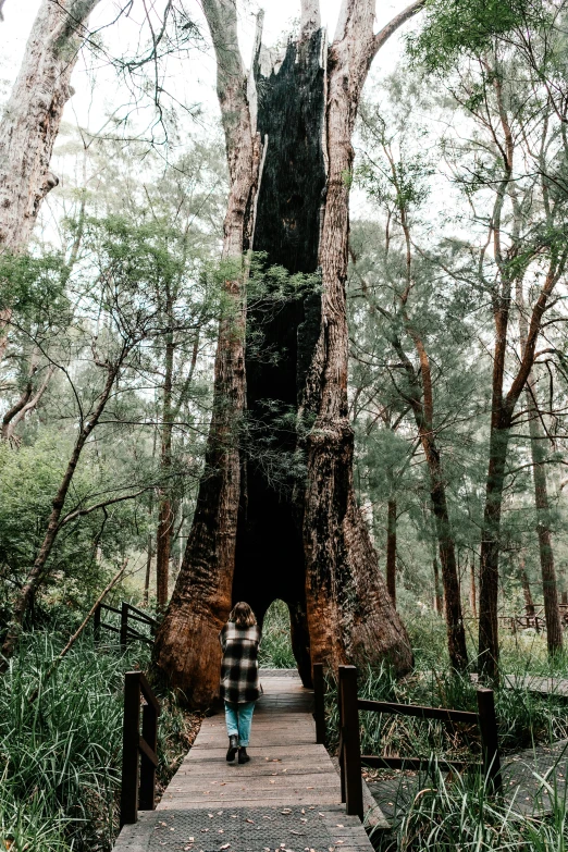 a person standing on a wooden walkway in front of a tree, by Elizabeth Durack, pexels contest winner, massive arch, forest details, tall entry, “ iron bark