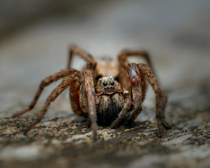 a close up of a spider on a rock, pexels contest winner, hurufiyya, aggressive stance, brown, grey, hyper realistic